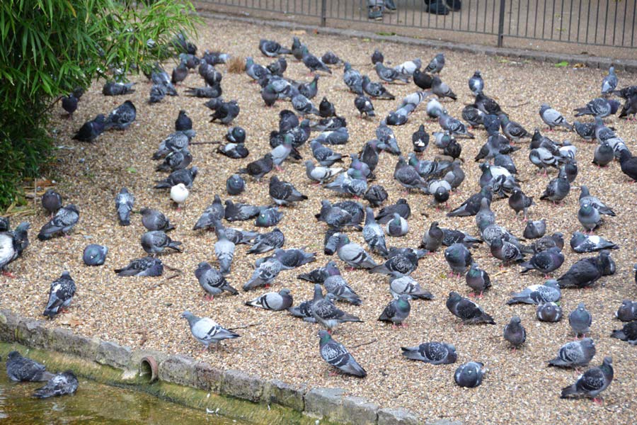 Doves Near Buckingham Palace